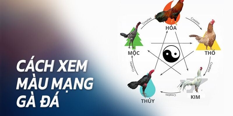Màu Mạng Gà Đá - Cách Xem Cực Chuẩn Bởi Chuyên Gia 78WIN 3 Màu mạng hành Kim trong chọi gà